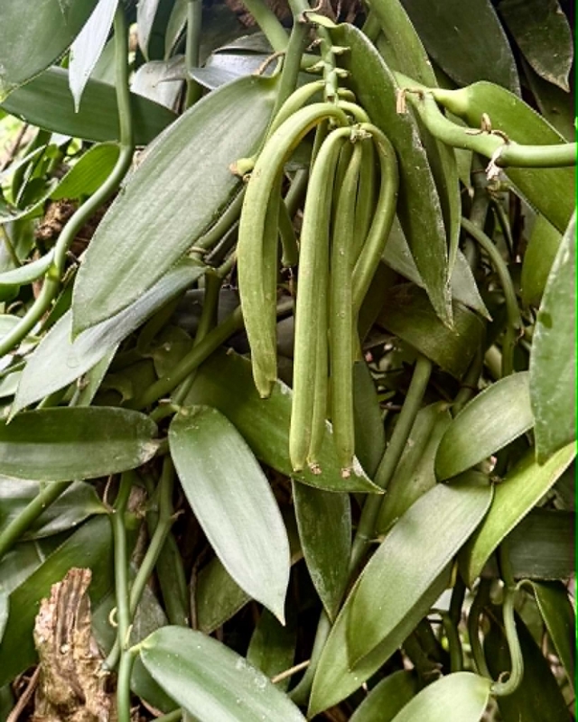 Krydderfarm